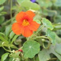 <i>Tropaeolum majus</i>  L.